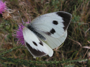 Капустница, Lepidoptera, Pieris brassicae (L.), Липецкая обл., Мельников М.