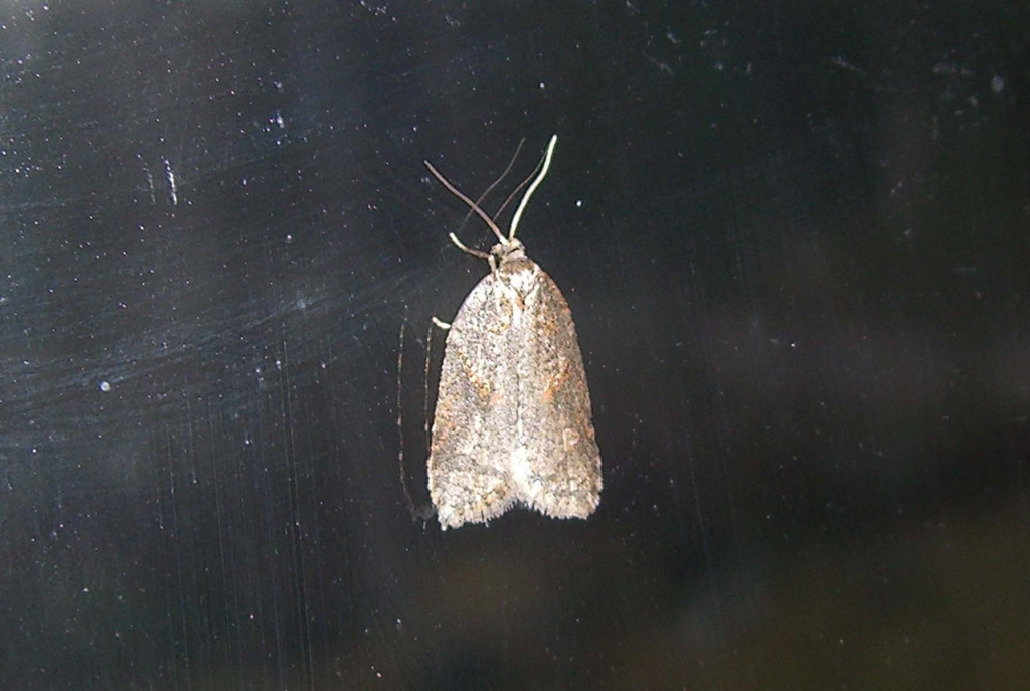 Листовертка, Lepidoptera, Tortricidae, Мурманская обл., Блинова И.