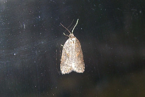 Листовертка, Lepidoptera, Tortricidae, Мурманская обл., Блинова И.
