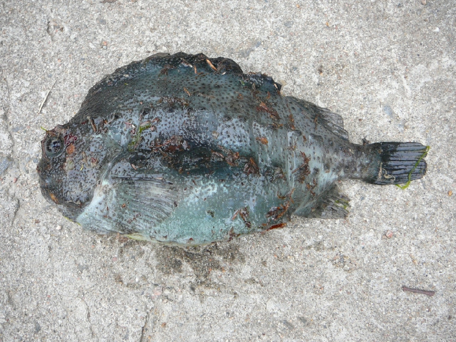 Пинагор - Ammodytes hexapterus marinus Raitt, Жулай Т., Колвицкая губа.