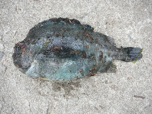 Пинагор - Ammodytes hexapterus marinus Raitt, Жулай Т., Колвицкая губа.
