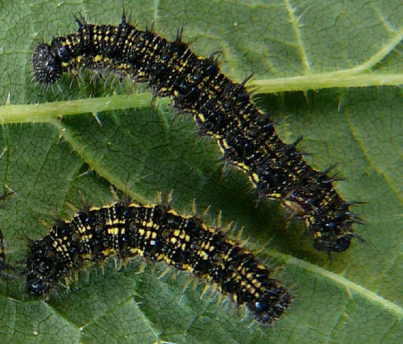 Гусеница крапивницы, Lepidoptera, Aglais urticae (L.), Мурманская обл., с. Лувеньга, Жулай Т.