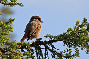 Кукша, Perisoreus infaustus, Мурманская обл., Терский район, устье р. Черная, Быков Ю.