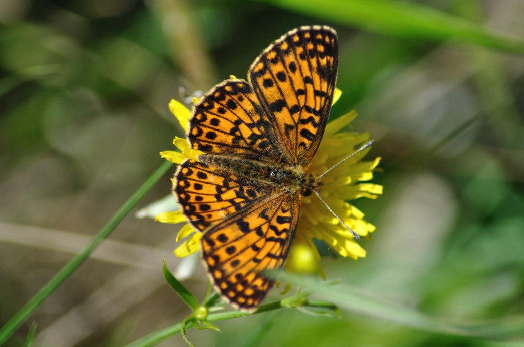 Перламутровка Селена, Lepidoptera, Boloria selene, ( Den. et Schiff.) Мурманская обл., окр. Лувеньги, Быков Ю.
