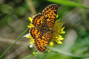 Перламутровка Селена, Lepidoptera, Boloria selene, ( Den. et Schiff.) Мурманская обл., окр. Лувеньги, Быков Ю.