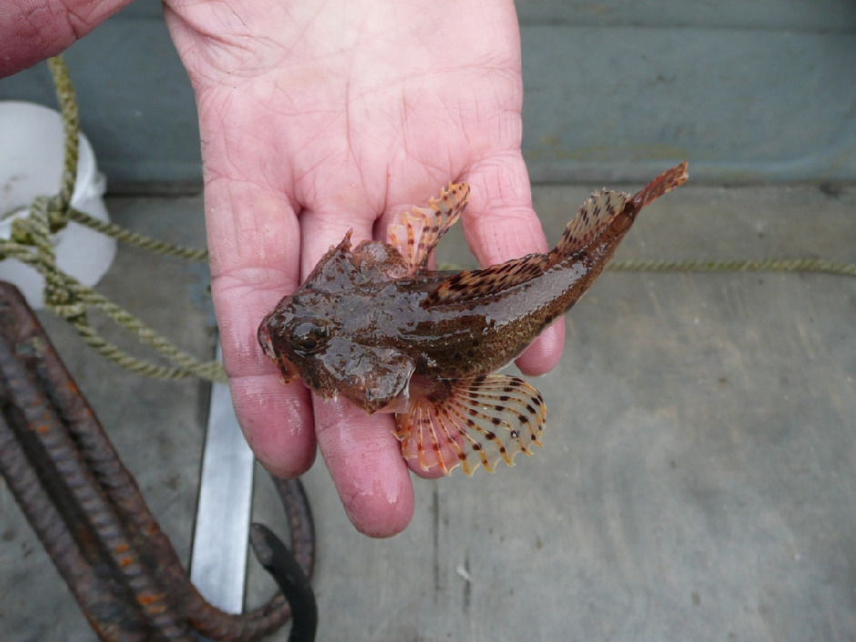 Бычок, sp. Горяшко А. Лувеньгский арх.