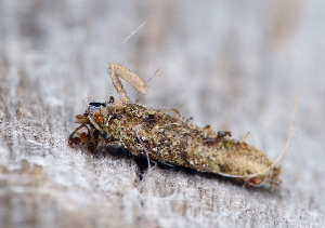 Мешочница, Lepidoptera, Psychidae, Мурманская обл., Порья губа, о. Горелый, Доливо-Добровольский Д.