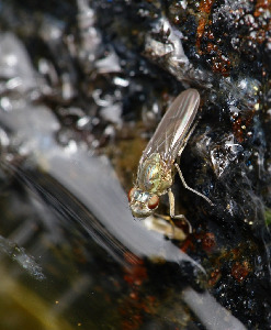 Береговушка, Diptera, Ephidridae, Мурманская обл., Порья губа, о. Перунок, Доливо-Добровольский Д.