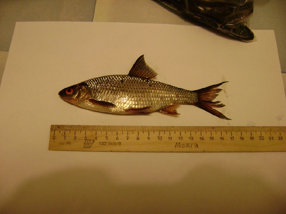 Плотва - Rutilus rutilus (L.), Юрченко С., Терский р-н.