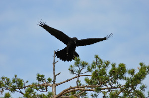 Ворон, Corvus corax, Мурманская обл., окр Лувеньги, Быков Ю.