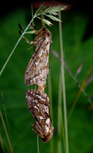 Тонкопряд, Lepidoptera, Korscheltellus fusconebulosus (Deg.),Мурманская обл., Порья губа, о. Горелый, Доливо-Добровольский Д.