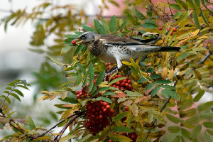 Рябинник, Turdus pilaris, Ленинградская обл., Покотилов В.