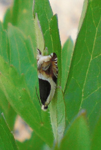 Листовертка, Lepidoptera, Ancylis badiana ( Den. et Schiff.), Мурманская обл., Блинова И.