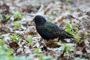 Скворец обыкновенный, Sturnus vulgaris, Ленинградская обл., Покотилов В.