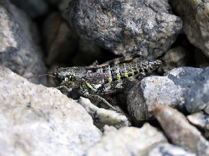 Кобылка, Orthoptera, Мурманская обл., Блинова И.