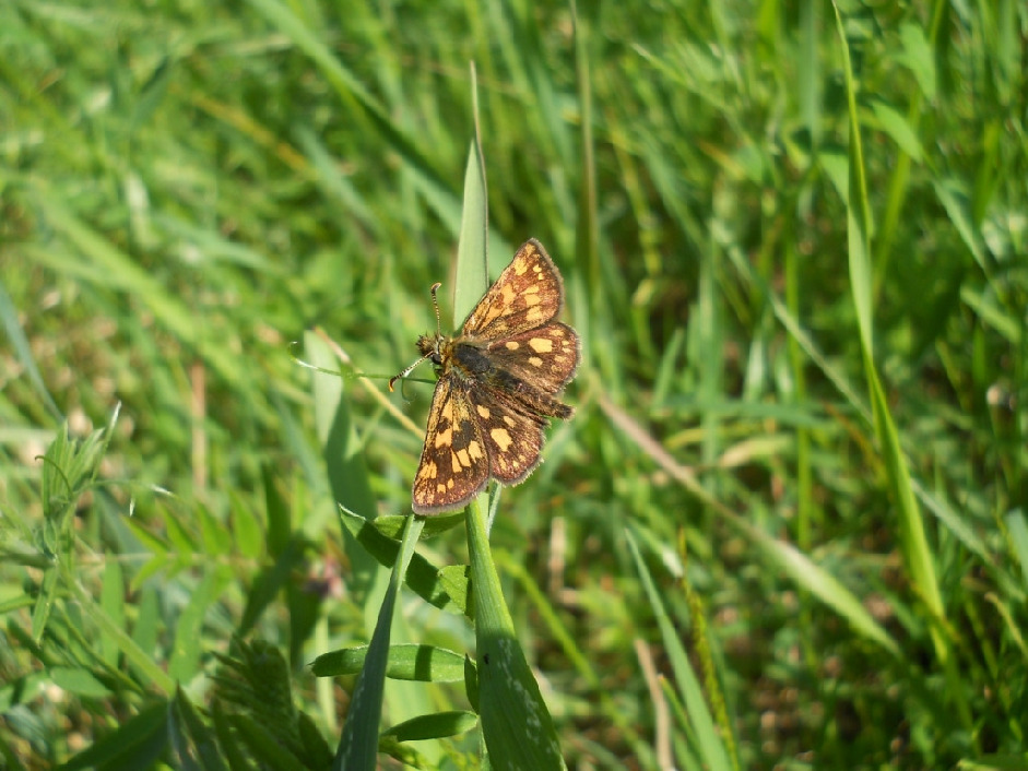 Толстоголовка Палемон, Lepidoptera, Carterocephalus palaemon (Pall.), Мурманская обл., Лапландский заповедник, Катаев Г.