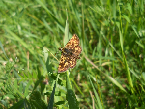 Толстоголовка Палемон, Lepidoptera, Carterocephalus palaemon (Pall.), Мурманская обл., Лапландский заповедник, Катаев Г.