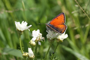 Червонец щавелевый, Lepidoptera, Heodes hippothoe (L.), Ленинградская обл., Покотилов В.