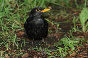 Дрозд черный, Turdus merula, Ленинградская обл., Покотилов В.