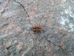 Сенокосец, Opiliones, Мурманская обл., Семь островов, о. Харлов, Мельников М.