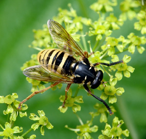 Журчалка, Diptera, Temostoma vespiforme L.,Мурманская обл., Порья губа, о. Горелый, Доливо-Добровольский Д.