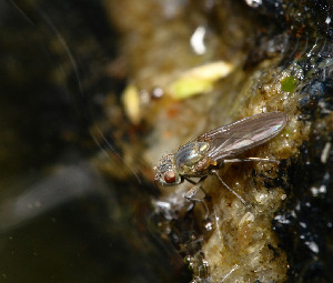 Береговушка, Diptera, Ephidridae, Мурманская обл., Порья губа, о. Перунок, Доливо-Добровольский Д.