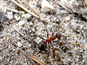 Рыжий лесной муравей, Hymenoptera, Formica sp., Мурманская обл., окр. Кандалакши, район р. Канды, Юрченко С.