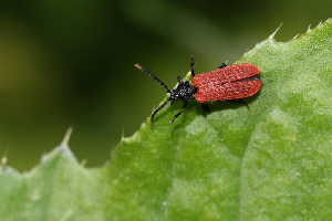 Мягкотелка, Coleoptera, Dictyoptera aurora Hbst., Ленинградская обл., Покотилов В.