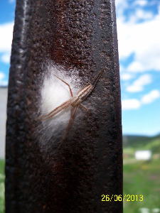 Паук, Aranei, Мурманская обл., окрестности Кандалакши, Корякин А.