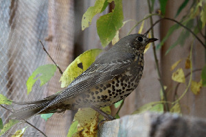 Деряба, Turdus viscivorus, Мурманская обл., Лувеньга, Крумбмиллер Д.