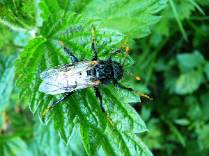 Березовый пилильщик, Hymenoptera, Cimbex femorata L., Мурманская обл., Лувеньга, Жулай Т.