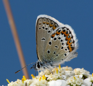 Голубянка Идас, Lepidoptera, Plebejus idas (L.), Мурманская обл., Порья губа, п-ов Поздериха, Доливо-Добровольский Д.