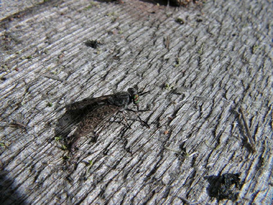 Дождевка, Diptera, Hematopota pluvialis (L.), Мурманская обл., Семь островов, Мельников М.
