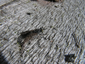 Дождевка, Diptera, Hematopota pluvialis (L.), Мурманская обл., Семь островов, Мельников М.
