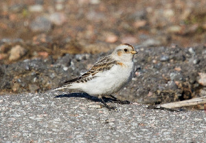 Пуночка, Plectrophenax nivalis, Ленинградская обл., Бабаджанян А.