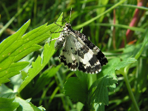 Пяденица, Lepidoptera, Spargania luctuata ( Den. et Schiff.), Мурманская обл., Северный архипелаг, Семь островов, о. Харлов, Мельников М.