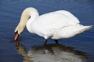 Лебедь-шипун, Cygnus olor, Ленинградская обл., Покотилов В.