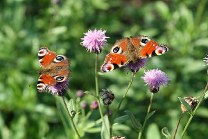 Павлиний глаз, Lepidoptera, Inachis io (L.), Ленинградская обл., Покотилов В.