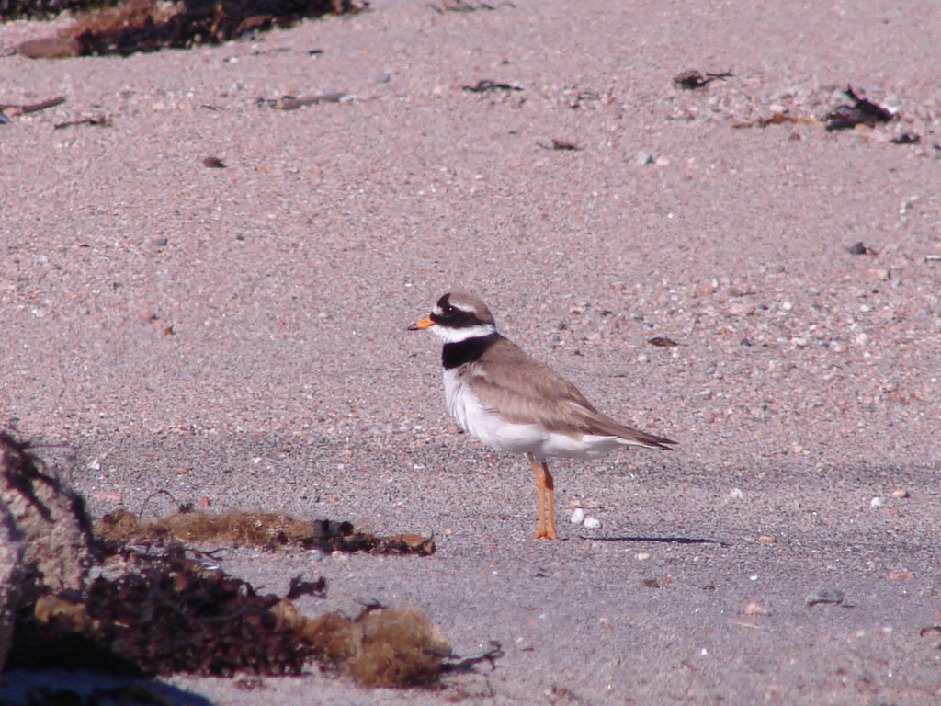 Галстучник, Charadrius hiaticula, Мурманская обл., о. Великий, Ёлкина М.
