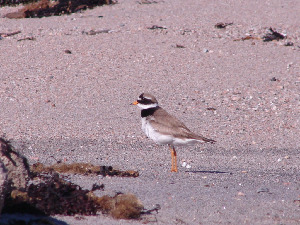Галстучник, Charadrius hiaticula, Мурманская обл., о. Великий, Ёлкина М.