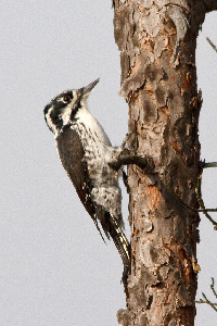 Дятел трехпалый, Picoides tridactylus, Ленинградская обл., Покотилов В.