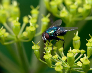 Каллифорида, Diptera, Lucillia sp., Мурманская обл., Порья губа, о. Горелый, Доливо-Добровольский Д.