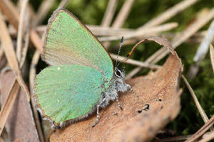 Малинница, Lepidoptera, Callophris rub ( L.)i, Ленинградская обл., Покотилов В.