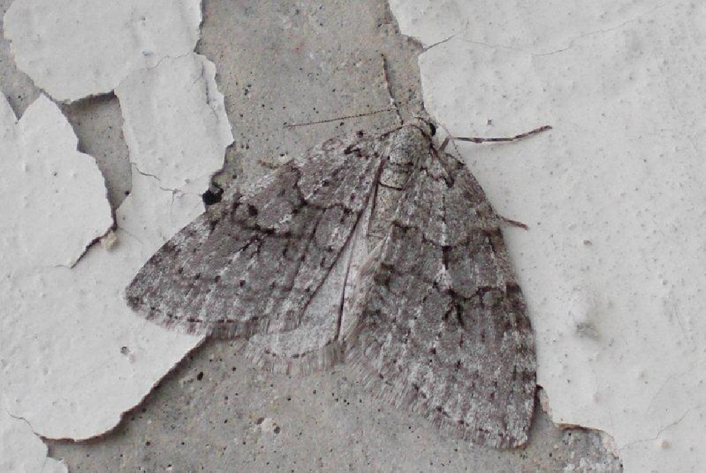 Пяденица осенняя, Lepidoptera, Epirriita autumnata (Bkh.), Мурманская обл., Северный архипелаг, о. Ряшков, Блинова И.