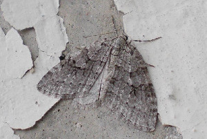 Пяденица осенняя, Lepidoptera, Epirriita autumnata (Bkh.), Мурманская обл., Северный архипелаг, о. Ряшков, Блинова И.