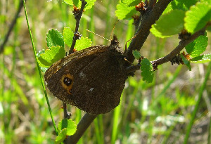 Чернушка Эмбла, Lepidoptera, Erebia embla, Мурманская обл., Блинова И.