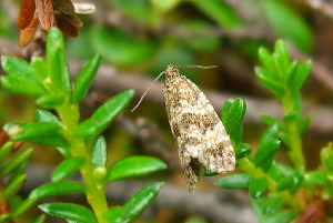 Листовертка, Lepidoptera, Phiaris obsoletana (Zett.), Мурманская обл., Блинова И.