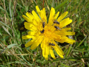 Мухи-цветочницы, Diptera, Anthomyiidae/ Мурманская обл., окр. Кандалакши, СОТ Брусничный Ручей, Юрченко С.