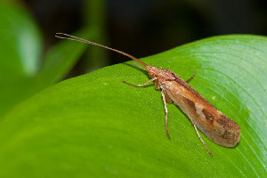 Ручейник, Trichoptera, Limnephilus sp., Ленинградская обл., Покотилов В.