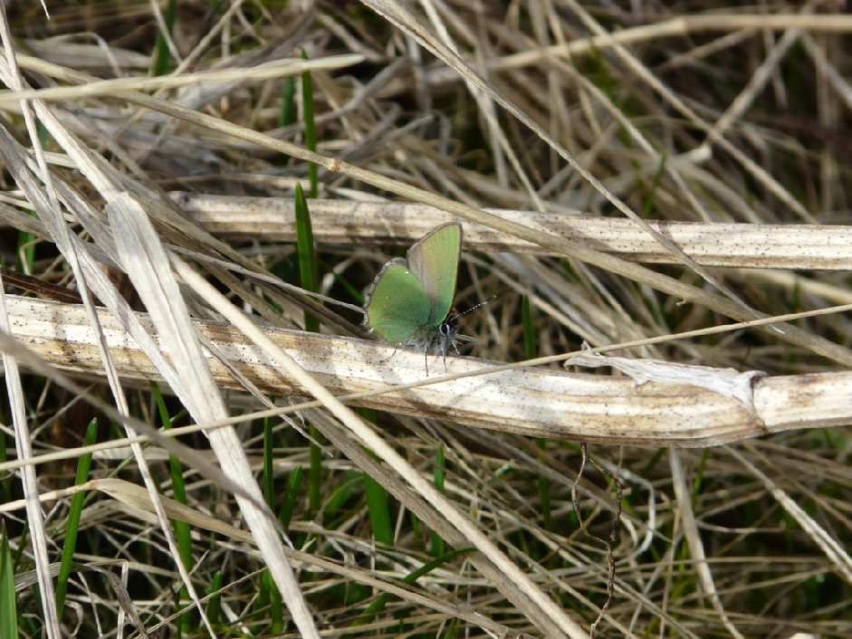 Малинница, Lepidoptera, Callophris rub ( L.)i, Мурманская обл., Северный архипелаг, о. Лодейный, Харитонова И.